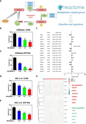 Machine learning-based neddylation landscape indicates different prognosis and immune microenvironment in endometrial cancer